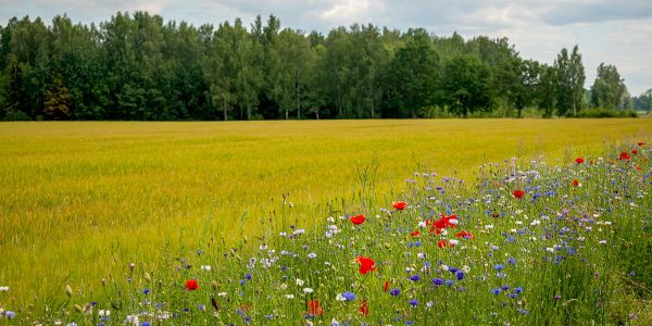 Schlagteilung, Biodiversitätsflächen, BIO-DIV, ÖPUL 2023