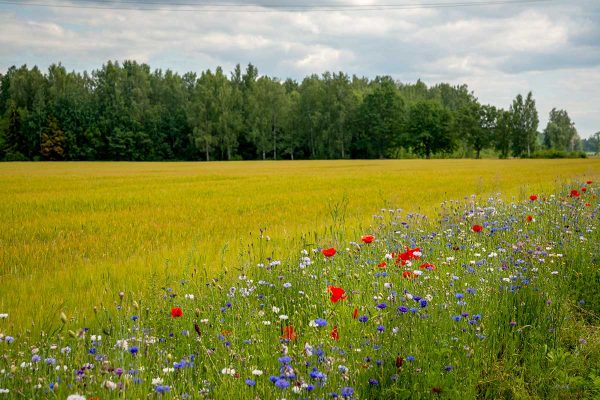 Schlagteilung, Biodiversitätsflächen, BIO-DIV, ÖPUL 2023