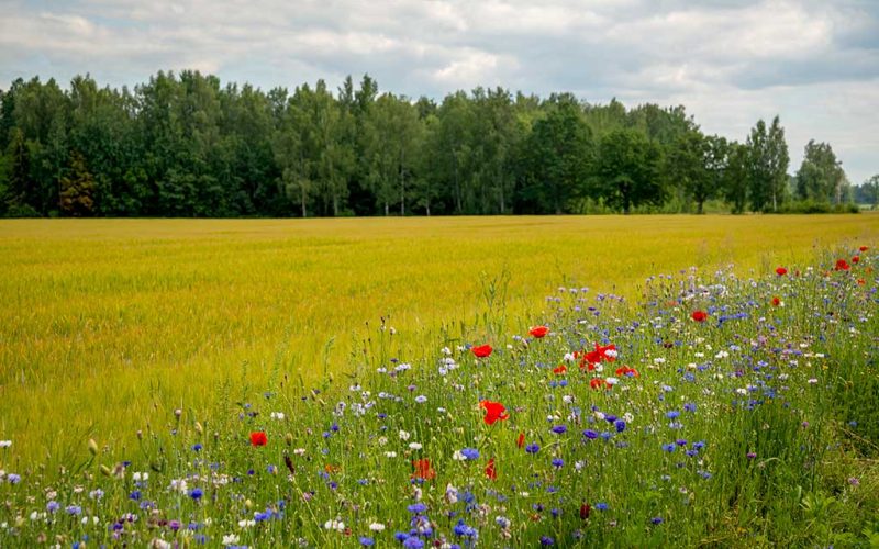 Schlagteilung, Biodiversitätsflächen, BIO-DIV, ÖPUL 2023